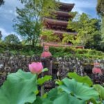 夏の高知へ
